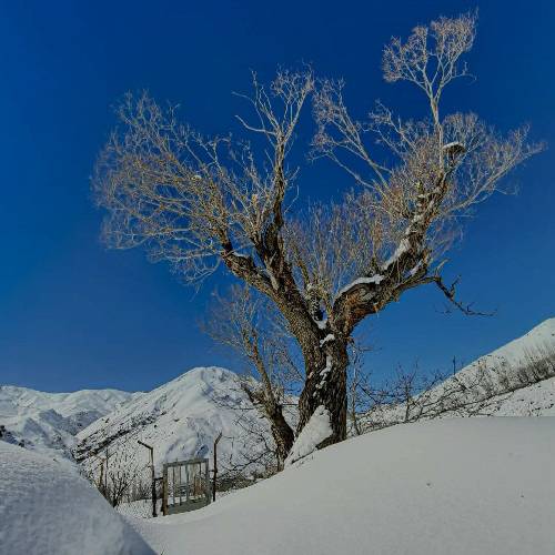  یادمه مادر بزرگم همیشه میگفت بهترین کود برای یک مزرعه جای پای